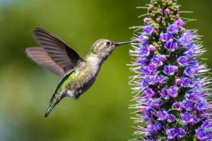 Significado de beija-flor e sua simbologia